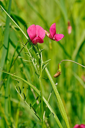 Vetchling_Grass_LP0247_24_Tolworth