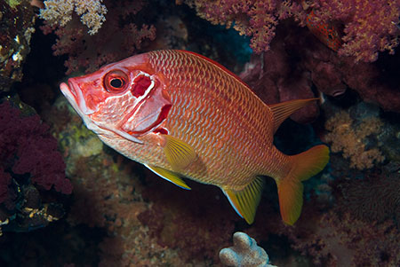 Sabre_squirrelfish_L2115_19_The_Brothers
