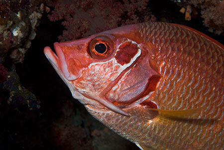 Sabre_squirrelfish_L2115_20_The_Brothers