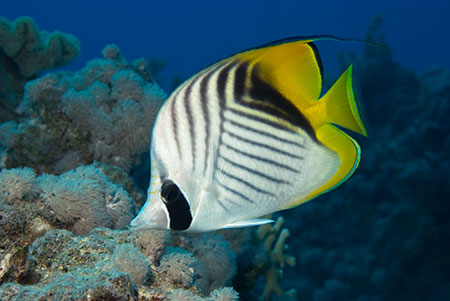 Threadfin_butterflyfish_L2126_01_near_Hurghada