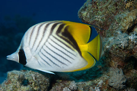 Threadfin_butterflyfish_L2126_02_near_Hurghada