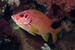 Sabre_squirrelfish_L2115_19_The_Brothers