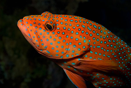 Coral_grouper_L2115_12_The_Brothers