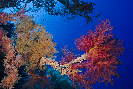 Coral_reef_L2116_15_The_Brothers