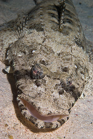 Crocodilefish_L2112_13_Hurghada