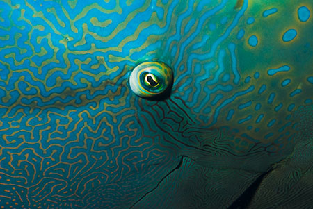 Humphead_wrasse_L2115_02_The_Brothers