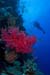 Coral_reef_L2116_30_The_Brothers