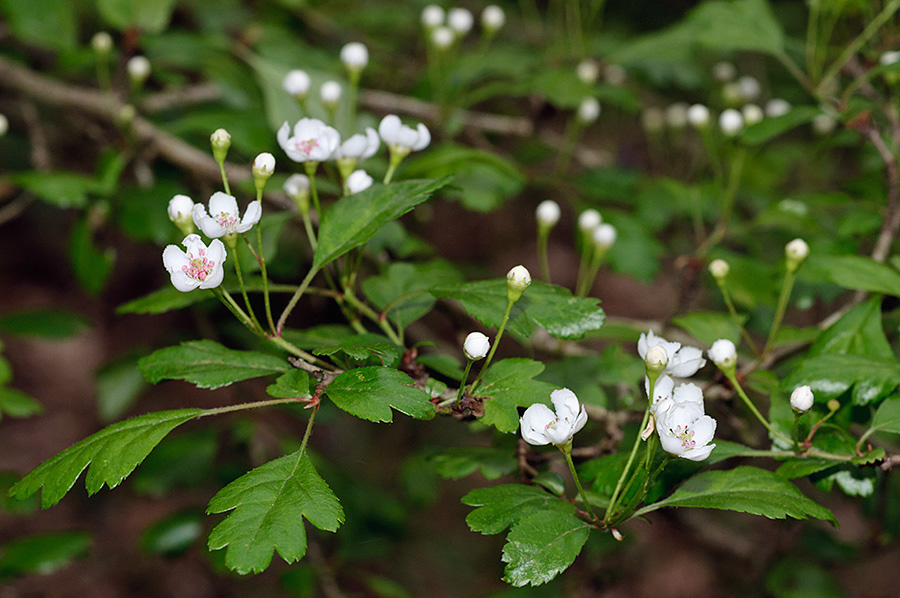 Crataegus_LP0690_28_Reigate