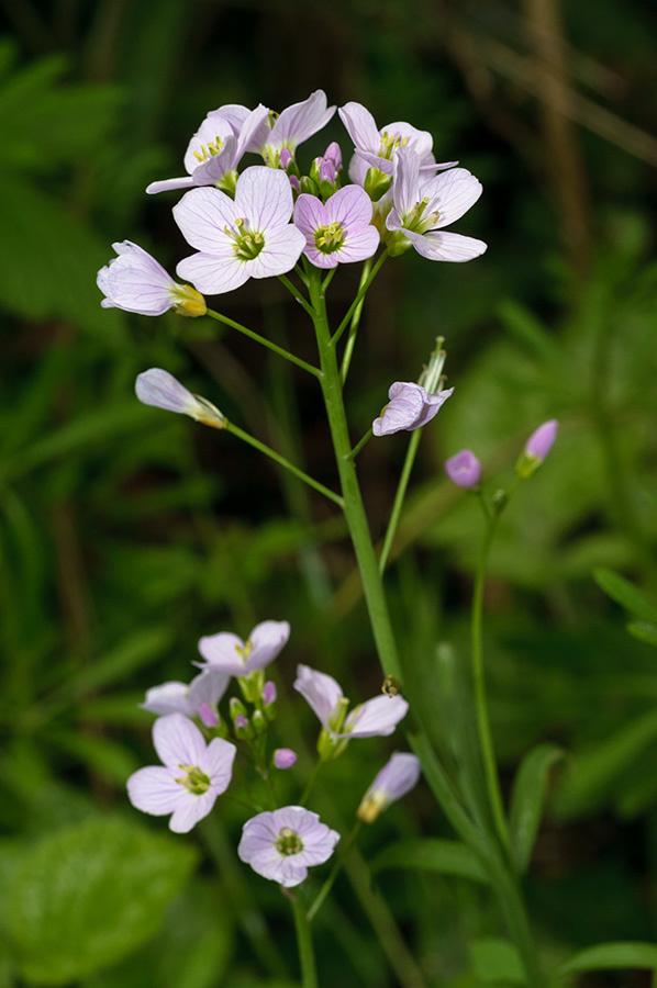 Cardamine_pratensis_LP0690_16_Reigate