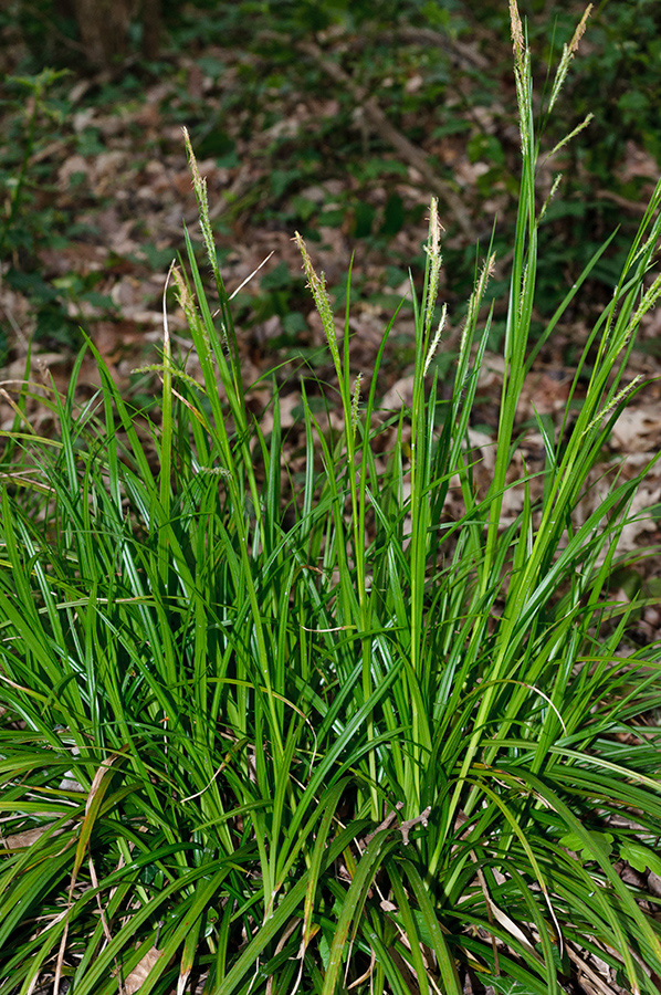 Carex_sylvatica_LP0690_24_Reigate