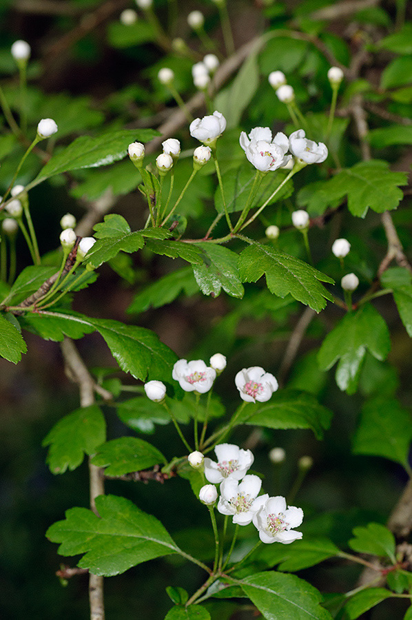 Crataegus_LP0690_30_Reigate