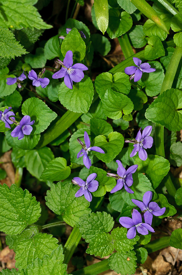 Viola_riviniana_LP0690_44_Reigate