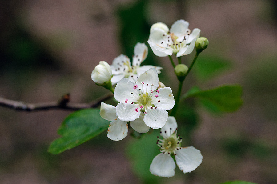 Crataegus_laevigata_LP0690_41_Reigate