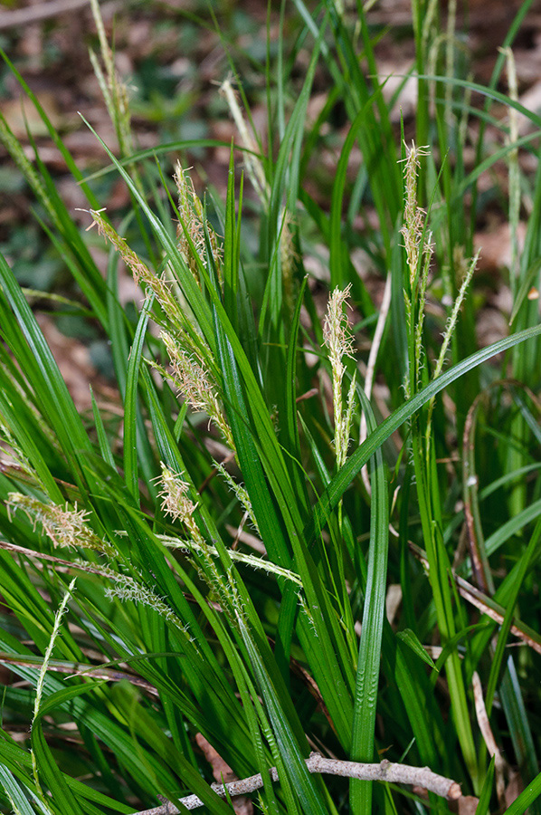 Carex_sylvatica_LP0690_37_Reigate