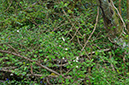 Crataegus_laevigata_LP0690_05_Reigate