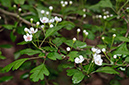 Crataegus_LP0690_28_Reigate