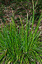 Carex_sylvatica_LP0690_24_Reigate