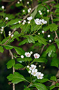 Crataegus_LP0690_30_Reigate