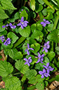 Viola_riviniana_LP0690_44_Reigate