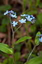 Myosotis_sylvatica_LP0690_35_Reigate