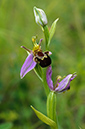 Ophrys_apifera_LP0681_38_Riddlesdown