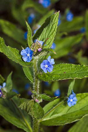 Alkanet_Green_LP0193_09_Ham