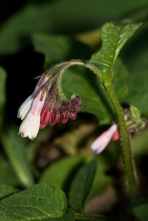 Comfrey_Creeping_LP0197_06_Staffhurst_Wood