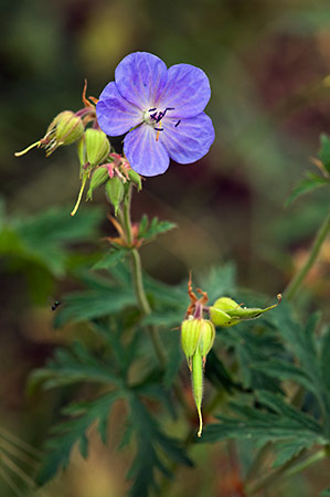 Cranesbill_Meadow_LP0214_07_Hurst_Park