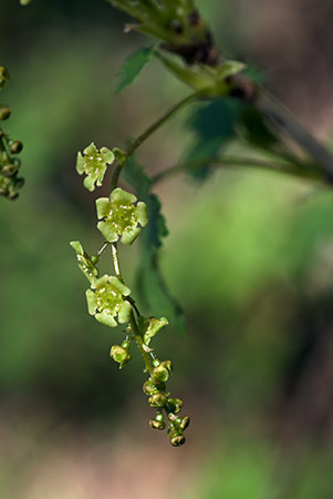 Currant_Red_LP0190_12_Hammonds_Copse