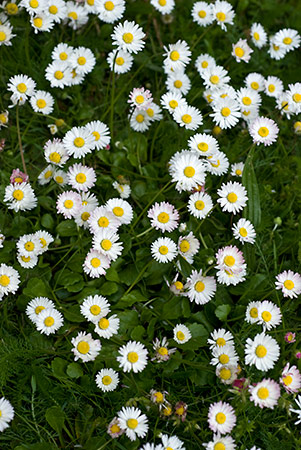 Daisies_LP0206_08_Barnes