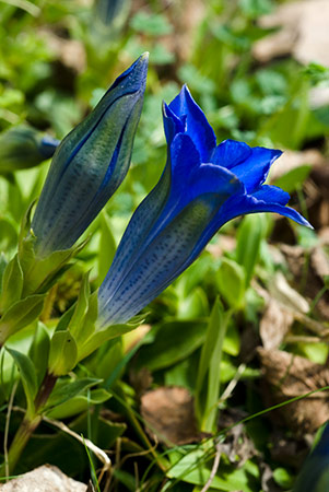 Gentian_Trumpet_LP0200_01_Buckland