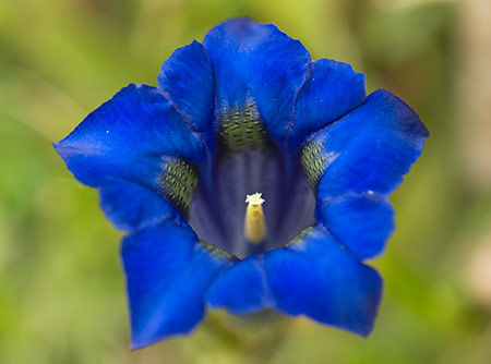 Gentian_Trumpet_LP0200_37_Buckland