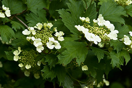 Guelder-rose_LP0206_27_Barnes