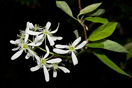 Juneberry_LP0202_26_Thursley