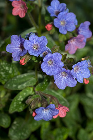 Lungwort_LP0188_32_Felbridge