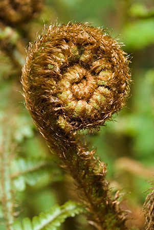 Male-fern_Scaly_LP0205_13_Walliswood