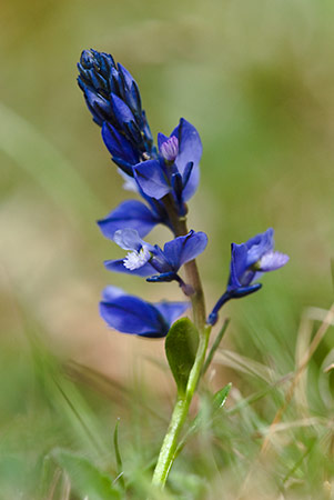 Milkwort_LP0200_39_Buckland