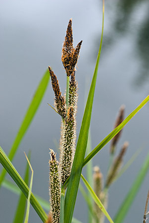 Pond-sedge_Lesser_LP0206_14_Barnes