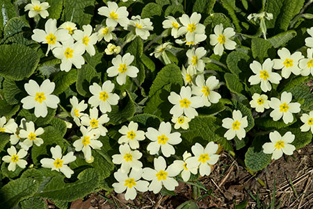 Primrose_LP0193_38_Chinthurst_Hill