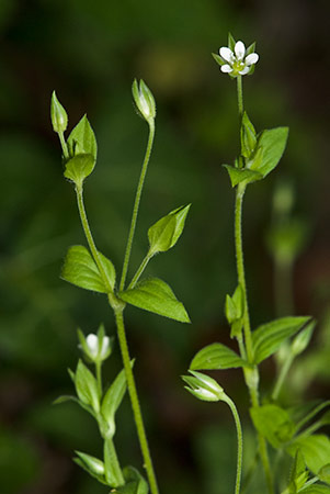 Sandwort_Three-nerved_LP0202_17_Thursley