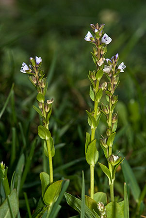 Speedwell_Thyme-leaved_LP0203_10_Elstead