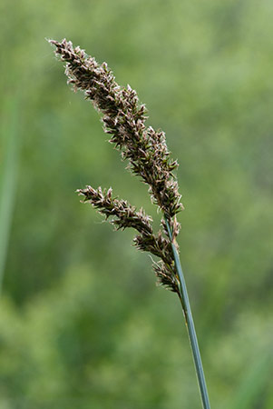 Tussock-sedge_Greater_LP0206_22_Barnes