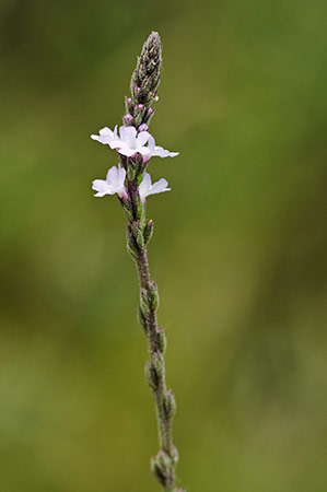 Vervain_LP0214_05_Hurst_Park