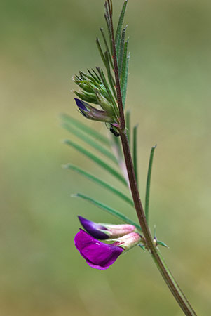 Vetch_Narrow-leaved_LP0203_01_Elstead