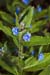 Alkanet_Green_LP0193_09_Ham