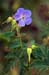 Cranesbill_Meadow_LP0214_07_Hurst_Park