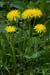 Dandelion_LP0199_05_South_Croydon