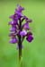 Orchid_Green-winged_LP0205_09_Walliswood