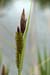 Pond-sedge_Greater_LP0206_25_Barnes