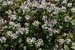 Scurvygrass_Danish_LP0191_11_Banstead